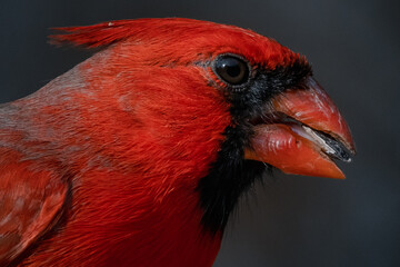 Male Northern Cardinal