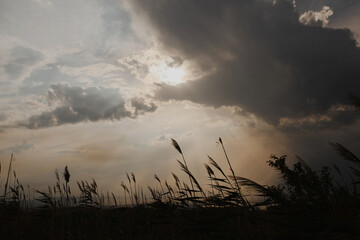 Reeds against the sky