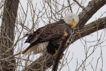 Bald Eagle in Flight