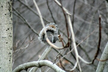 A squirrel on a branch in Westchester NY.