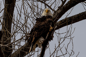 Bald Eagle in Flight