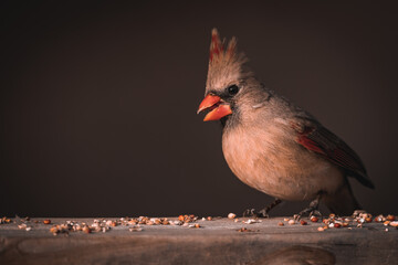 Female Northern Cardinal