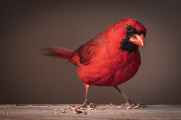 Male Northern Cardinal