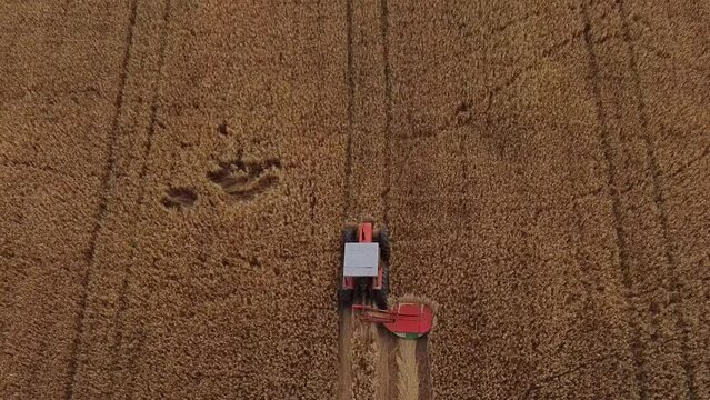 Segadora trabajando en campos de cebada y trigo. Concepto de industrias alimentarias. 