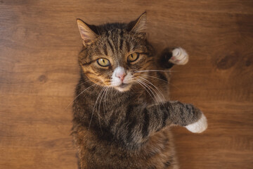 Domestic European wildcat with yellow eyes and face expression looking funny lying on the brown wooden floor white paws up lovely fat cat adorable pet at home indoors 