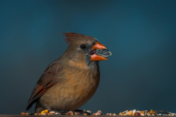 Fototapeta premium Female Northern Cardinal