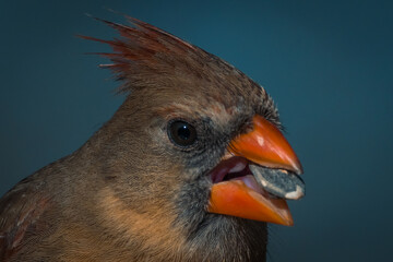Female Northern Cardinal