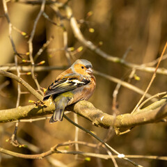 Male chaffinch on a branch
