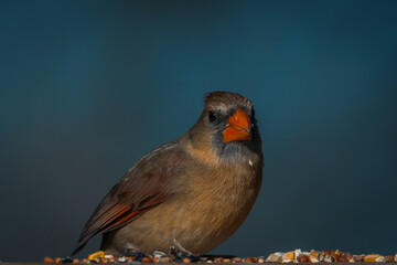 Female Northern Cardinal