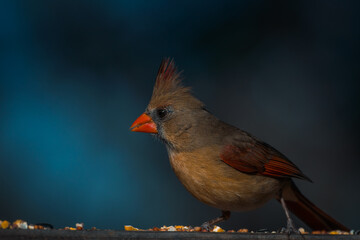 Female Northern Cardinal