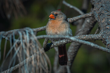 Female Northern Cardinal