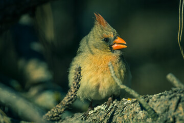 Female Northern Cardinal