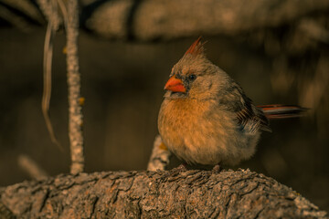 Female Northern Cardinal
