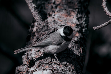 Carolina Chickadee