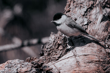 Carolina Chickadee