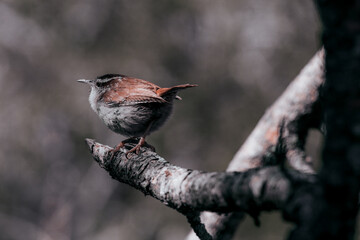 Carolina Wren