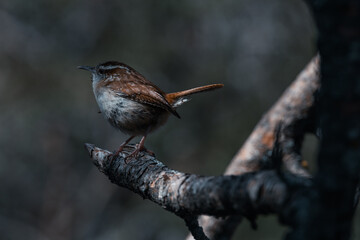 Carolina Wren