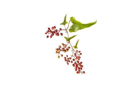 Jamaican sarsaparilla or smilax ornata branch isolated on white