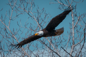 Bald Eagle