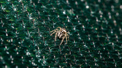 Springspinne