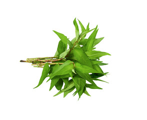 Vietnamese mint isolated on white background