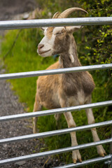 goat in the farm
