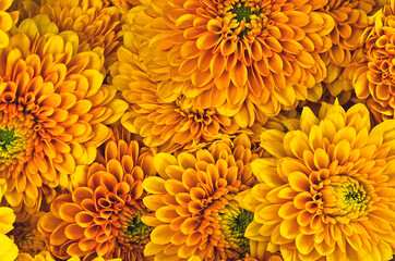 Close-up de flores amarillas 