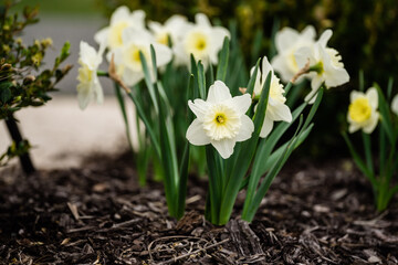Obraz premium White and Yellow Daffodils