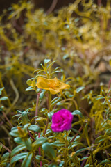 flowers that are beautiful enough to complement the beauty of the garden in the city. flowers in the city park