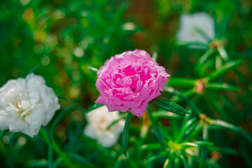 flowers that are beautiful enough to complement the beauty of the garden in the city. flowers in the city park.