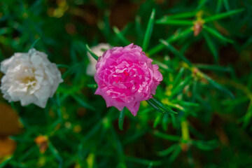 flowers that are beautiful enough to complement the beauty of the garden in the city. flowers in the city park.
