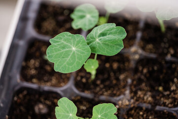 Nasturtium Seedlings
