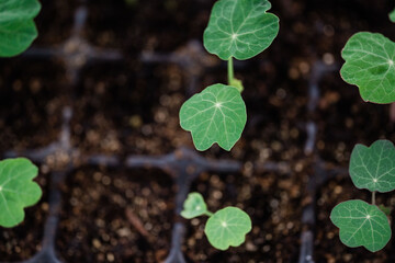 Nasturtium Seedlings
