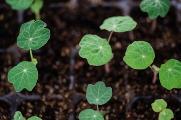 Nasturtium Seedlings
