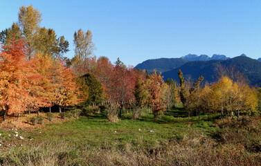 Autumn colors in their full glory