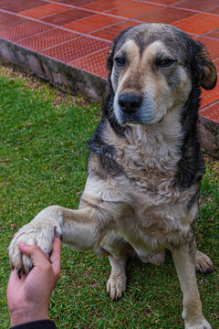 Un Canino le da la mano a un humano