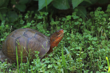 Box Turtle Roaming Through Yard in Eastern Texas