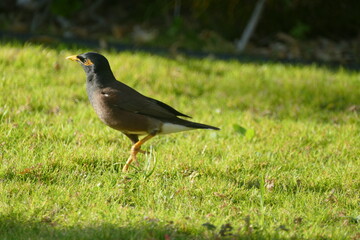 mynah bird walking in grass