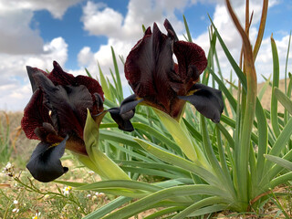 Wild black Iris petrana in the Negev desert - obrazy, fototapety, plakaty