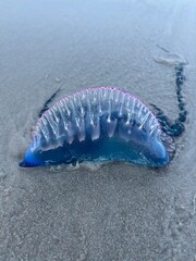 Jellyfish on the beach