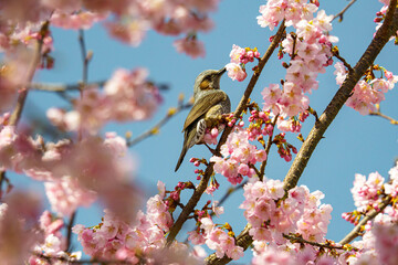 サクラの蜜を求めて飛んできたヒヨドリ