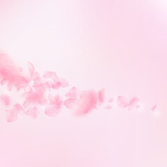 Fototapeta premium Sakura petals falling down. Romantic pink flowers comet. Flying petals on pink square background. Love, romance concept. Pretty wedding invitation.
