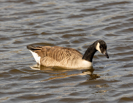 canada goose on the water