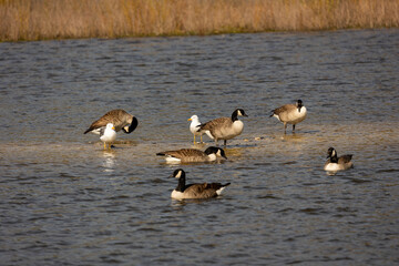 Canada geese and herring gulls on a sand bar
