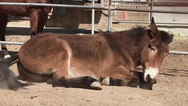 Female mule laying down. 
