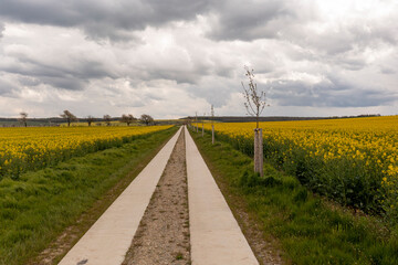 Landscape with yellow, flowering rapeseed field, dirt road and cloud sky