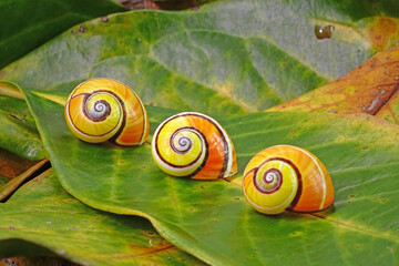 Cuban snail (Polymita picta) world most beautiful land snails from Cuba , its known as "Painted Snails", rare, endangered and protected. Colorful snails, selective focus, copy space © Cheattha