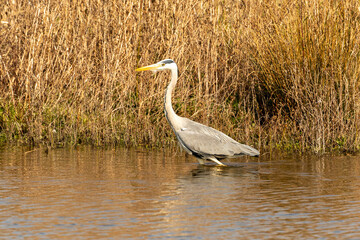 European grey  heron