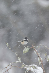 Black-capped Chickadee, snowing