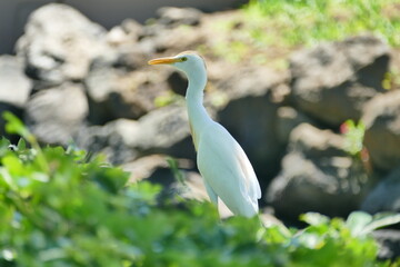 cattle egret